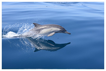 Dolphins Swim